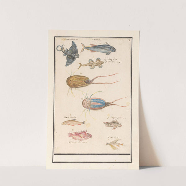 Blad met zeven verschillende vissen en een degenkrab (1596-1610) by Anselmus Boëtius de Boodt