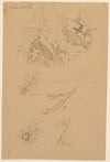 Blad- og blomsterstudier