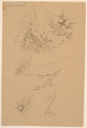 Blad- og blomsterstudier