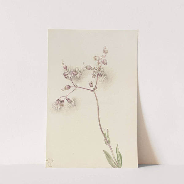 Bladder Campion (Silene latifolia) (1900) by Mary Vaux Walcott