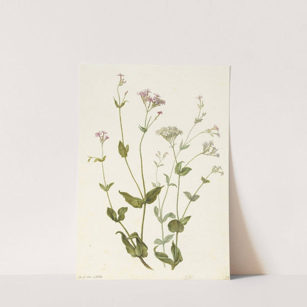 Bladder Senna and Sticky Catchfly by Herman Saftleven