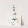 Bladdery Stachys by Sydenham Edwards