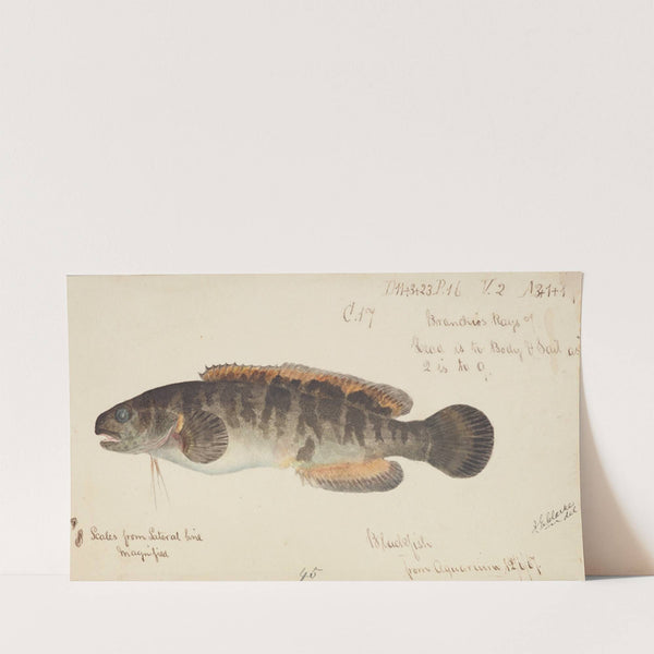 Bladefish (1867) by Frank Edward Clarke