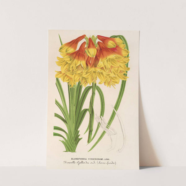 Blandfordia Cunninghamii by Charles Antoine Lemaire