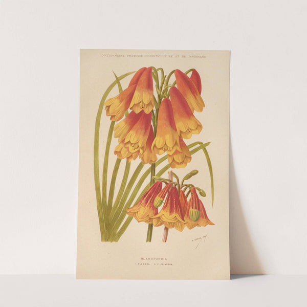 Blandfordia (1893) by George Nicholson