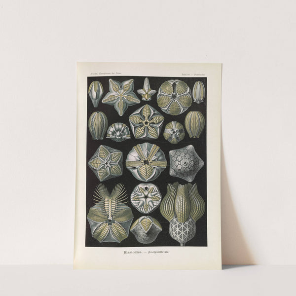 Blastoïdea. - Knospensterne by Ernst Haeckel