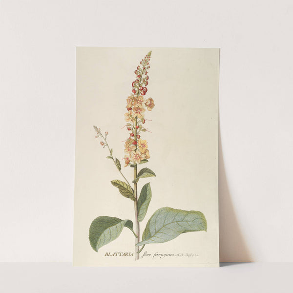 Blattaria by Georg Dionysius Ehret