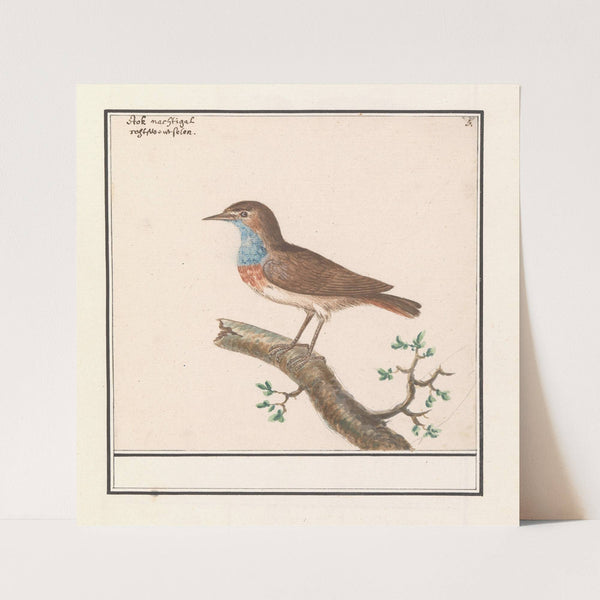 Blauwborst (Luscinia svecica) (1596-1610) by Anselmus Boëtius de Boodt