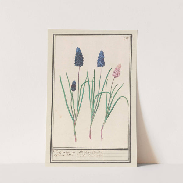 Blauwe druifjes (Muscari botryoides) (1596-1610) by Anselmus Boëtius de Boodt