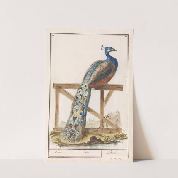 Blauwe pauw (Pavo cristatus) (1596-1610) by Anselmus Boëtius de Boodt