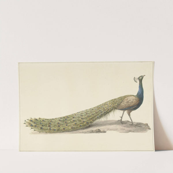 Blauwe pauw by Pieter Pietersz. Barbiers