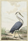 Blauwe reiger