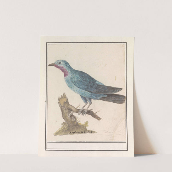 Blauwe rotslijster (Monticola solitarius) (1596-1610) by Anselmus Boëtius de Boodt