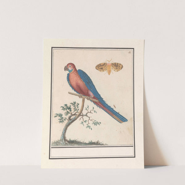 Blauwgele Ara (Ara ararauna) en een insect (1596-1610) by Anselmus Boëtius de Boodt