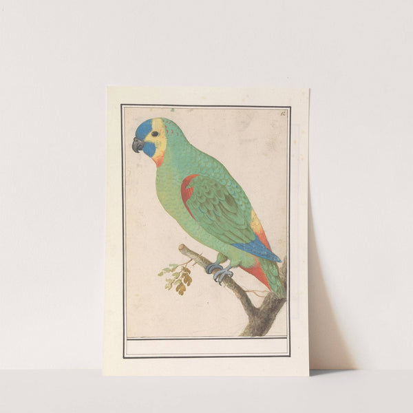 Blauwvoorhoofdamazone (Amazona aestiva) (1596-1610) by Anselmus Boëtius de Boodt