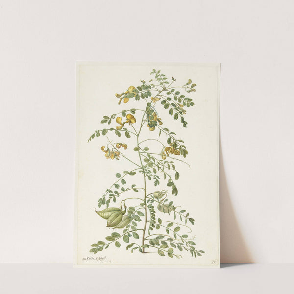 Blazenstruik (Colutea arborescens) by Herman Saftleven