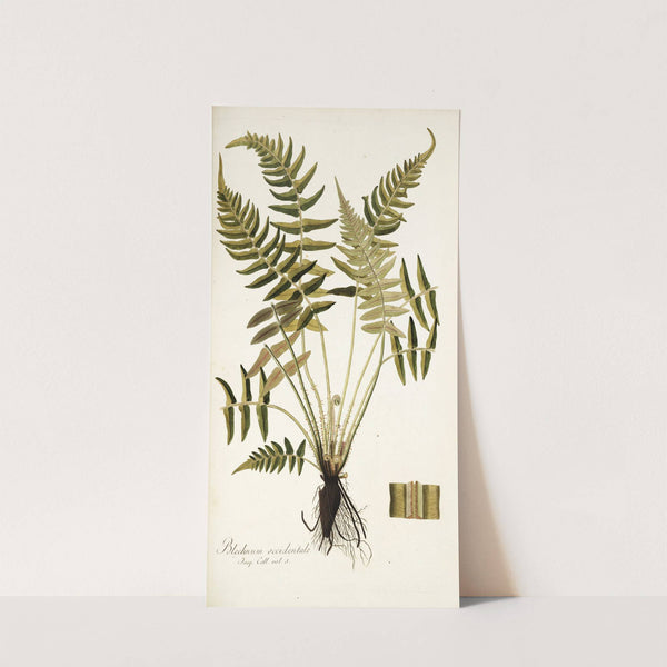 Blechnum occidentale by Nikolaus Joseph Freiherr von Jacquin