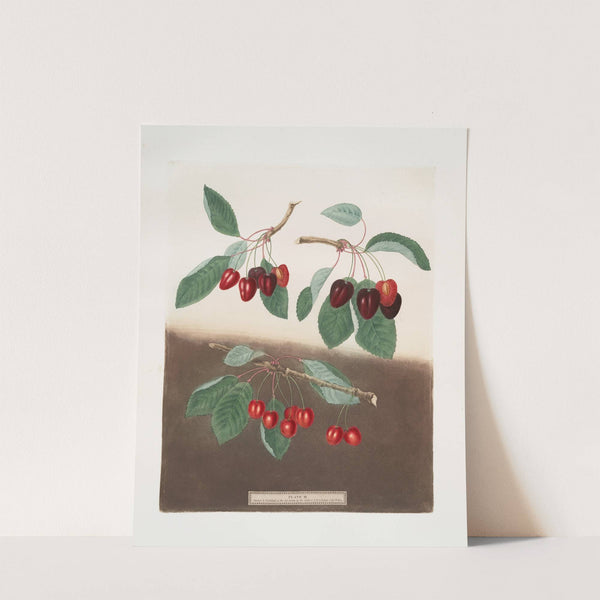 Bleeding-heart, Ox-heart and Maple-heart cherries. (1812) by George Brookshaw