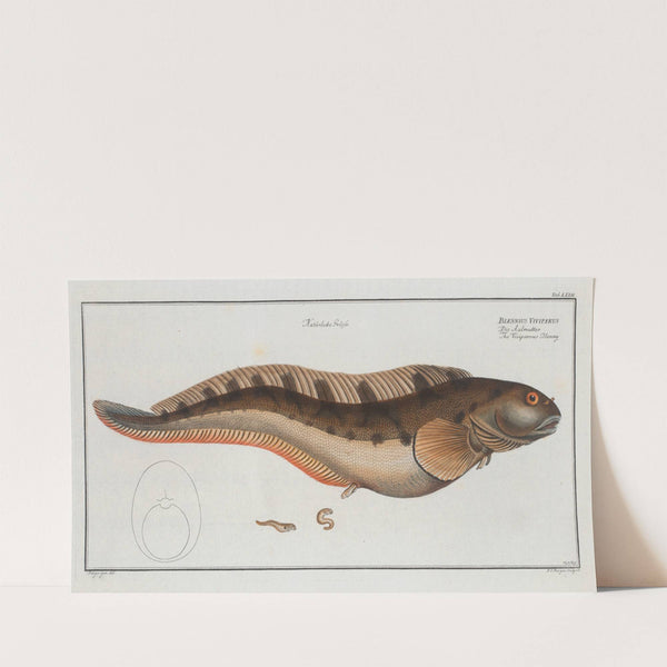 Blennius Viviparus, The Viviparous Blenny. (1785-1797) by Marcus Elieser Bloch