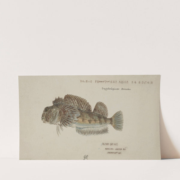 Blennodon dorsale (Giant triplefin) (1871) by Frank Edward Clarke