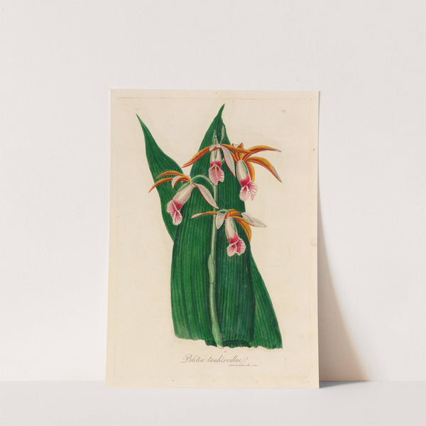 Bletia tankervillae (1818-1824) by Gaetano Savi