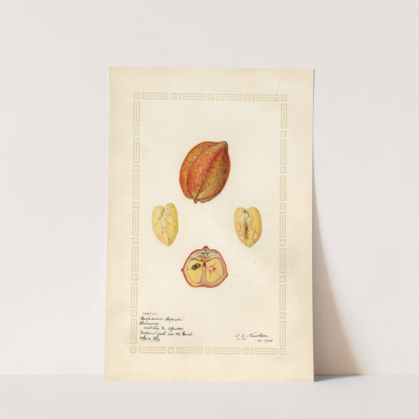 Blighia sapida: Savoury by Amanda Almira Newton