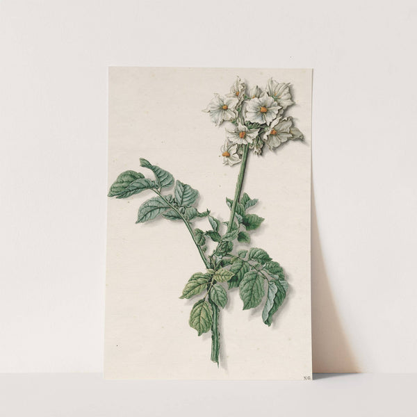 Bloeiende aardappelplant by Barend Hendrik Thier