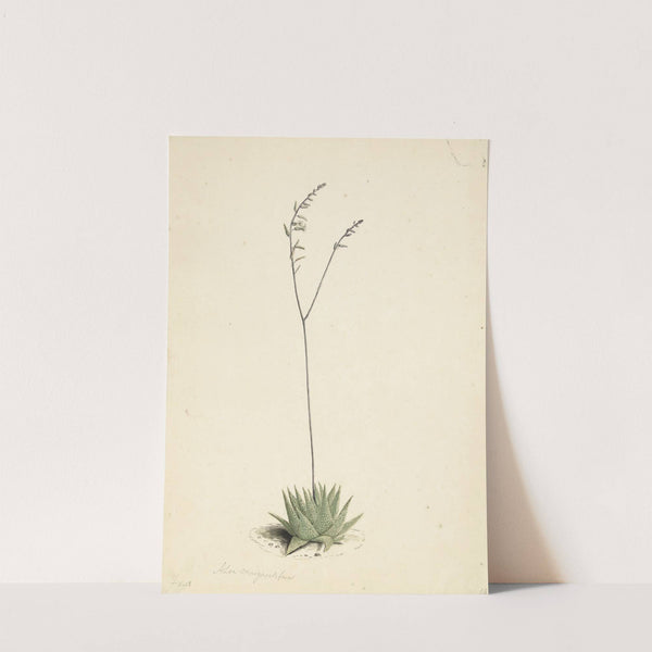 Bloeiende Aloë (1668 - 1729) by Laurens Vincentsz. van der Vinne