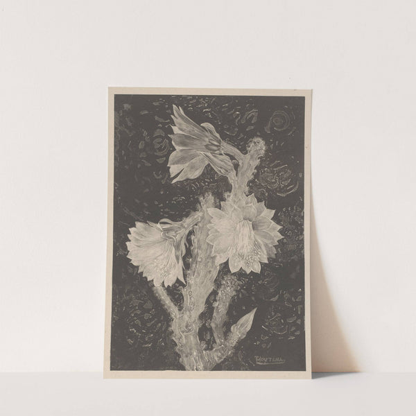 Bloeiende cactus by Theo van Hoytema