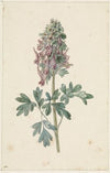 Bloeiende Corydalis bulbosa