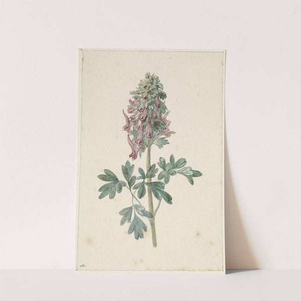 Bloeiende Corydalis bulbosa by Jan Jacob Goteling Vinnis