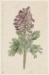 Bloeiende Corydalis bulbosa