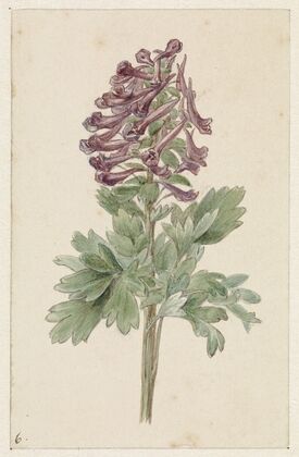 Bloeiende Corydalis bulbosa