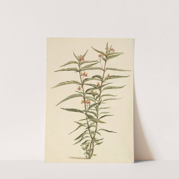 Bloeiende frederiksbloem (Asclepias curassavica) (1668 - 1729) by Laurens Vincentsz. van der Vinne