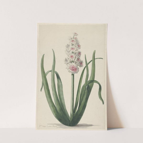 Bloeiende hyacint by Pieter van Loo