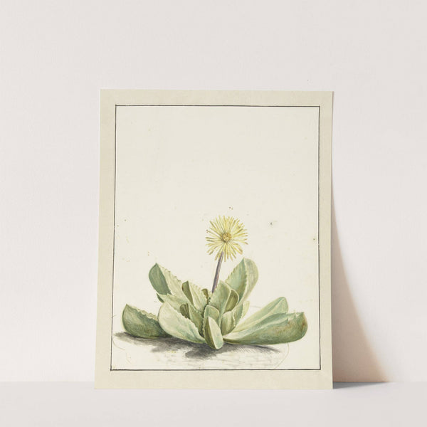 Bloeiende Mesembryanthemum by Laurens Vincentsz. van der Vinne