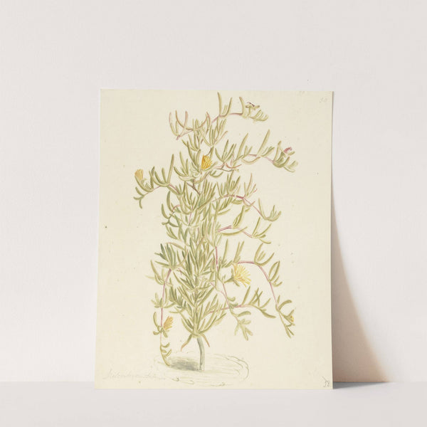 Bloeiende Mesembryanthemum uit de familie der Aizoaceae by Laurens Vincentsz. van der Vinne