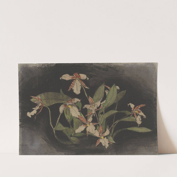 Bloeiende orchideeëntak by Theo Nieuwenhuis