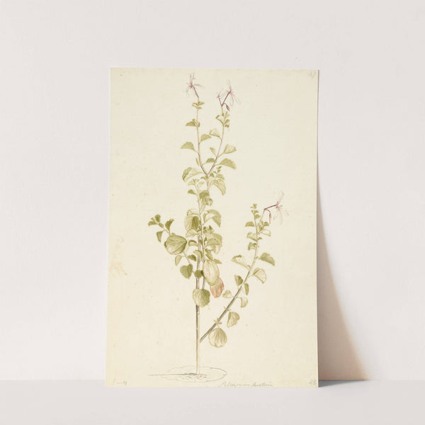 Bloeiende Pelargonium by Laurens Vincentsz. van der Vinne