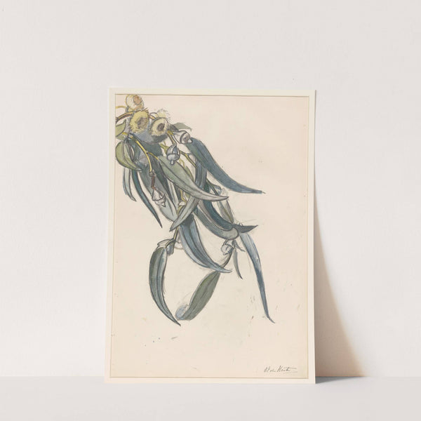 Bloeiende tak van een eucalyptus by Barbara Elisabeth van Houten