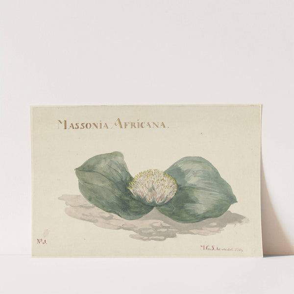 Bloem Massonia Africana by Maria Geertruida Barbiers-Snabilié