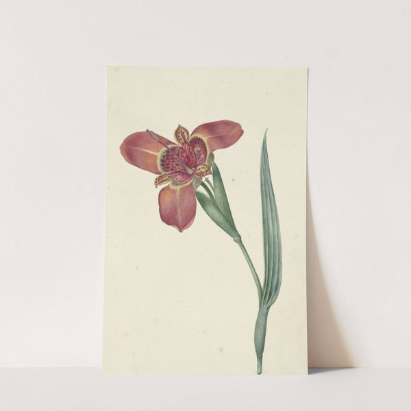 Bloem met de naam Ferraria Tigrina by C.J. Kruimel