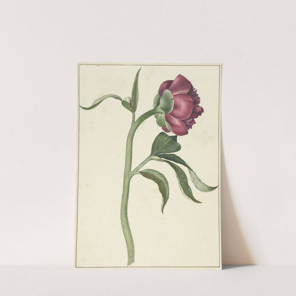 Bloem van de pioenroos by C.J. Kruimel