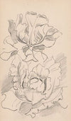 Bloemen