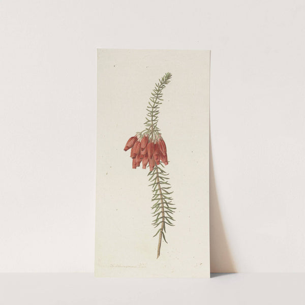 Bloemen (Erica Mammosa) by Hendrik Schwegman