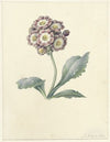Bloemenstudie