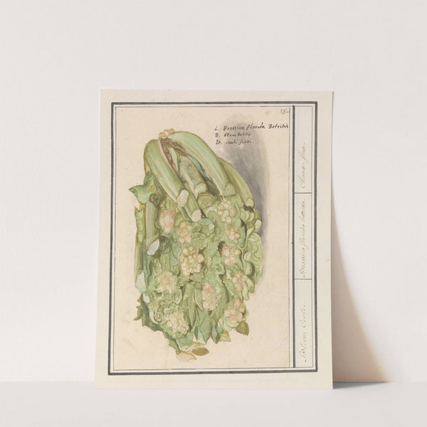 Bloemkool (Brassica oleracea convar. botrytis var. Botrytis) (1596-1610) by Anselmus Boëtius de Boodt