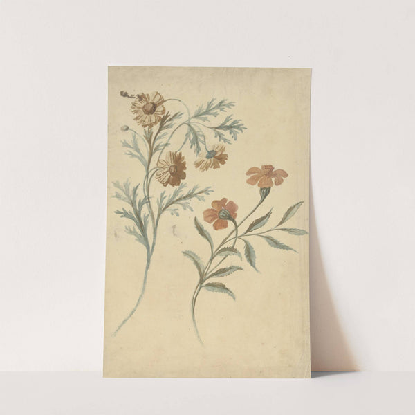 Bloemstudie van een rode en een bruine bloem by Elias van Nijmegen