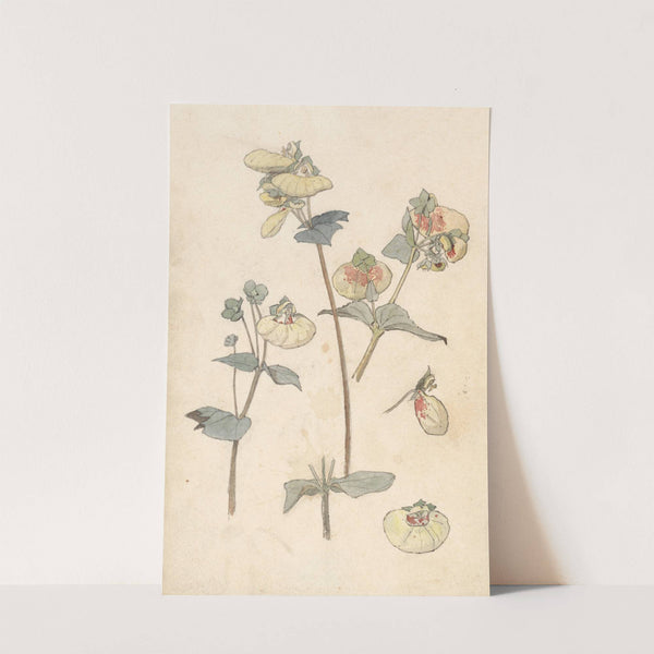 Bloemstudies by Theo Nieuwenhuis