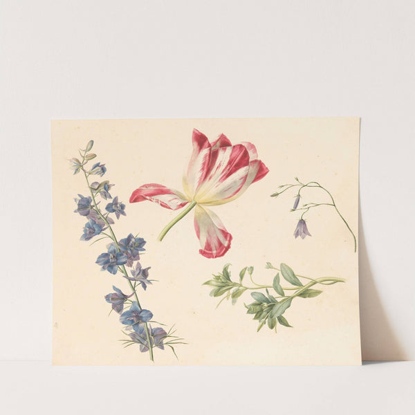 Bloemstudies by Albertus Jonas Brandt